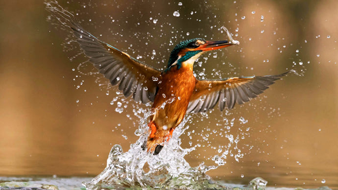 Kingfisher female emerging from water with fish