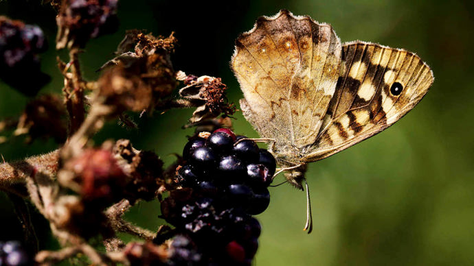 Speckled wood butterfly feeding on blackberries