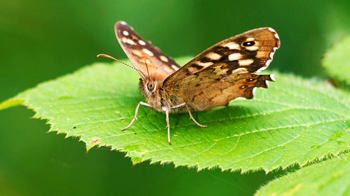 Speckled wood butterfly on a bramble leaf