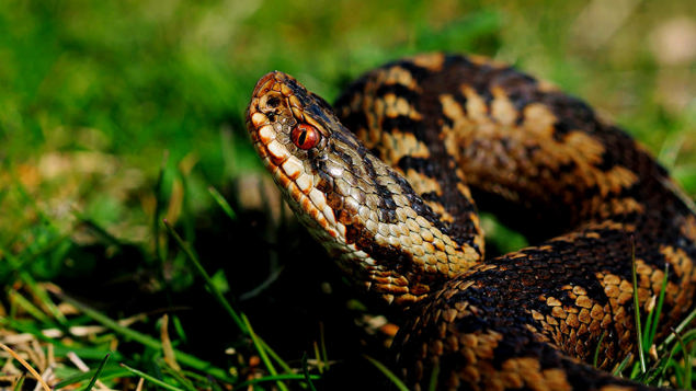 Adder Vipera Berus British Reptiles Woodland Trust adder-vipera-berus-british-reptiles-woodland-trust