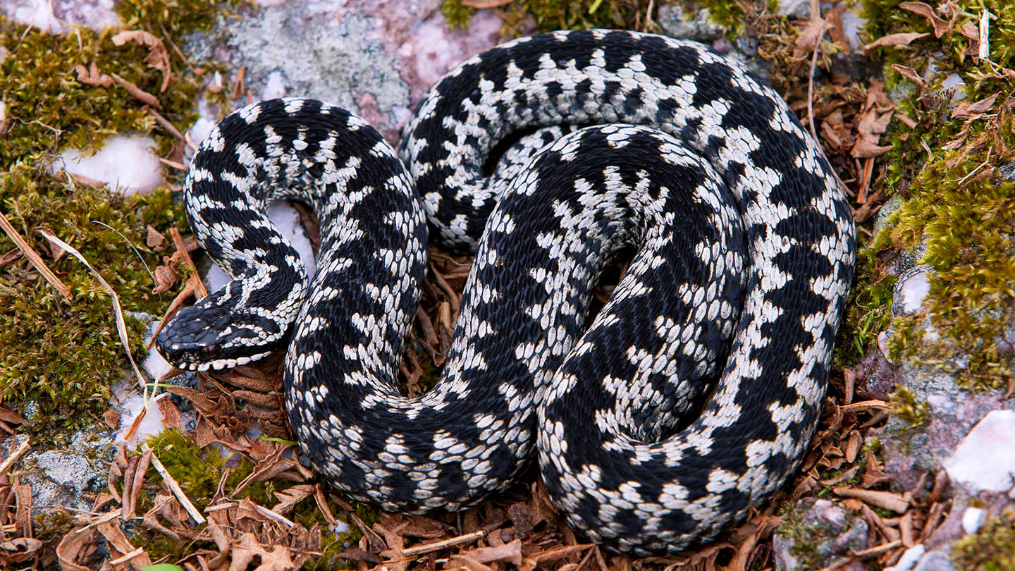 Adder (Vipera berus) - British Reptiles - Woodland Trust