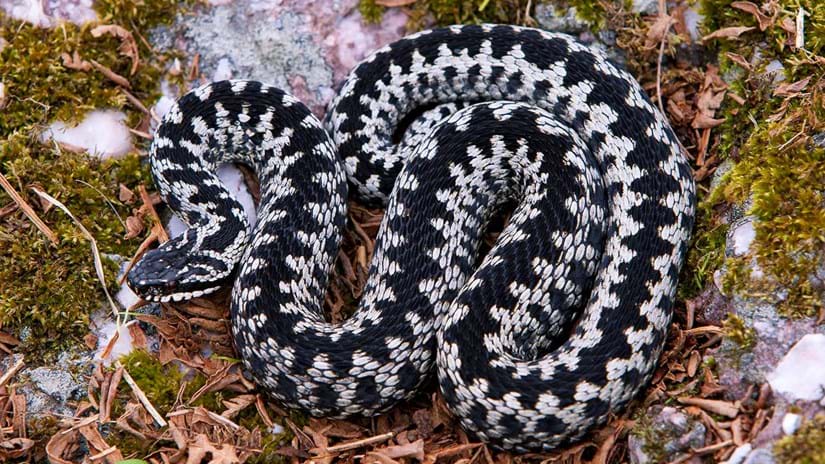 Grass Snake (Natrix helvetica) - Woodland Trust