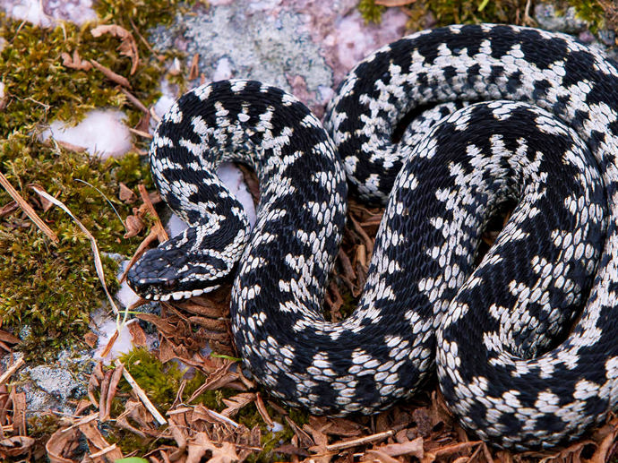 Umbraco.Cms.Infrastructure.PublishedCache.Property