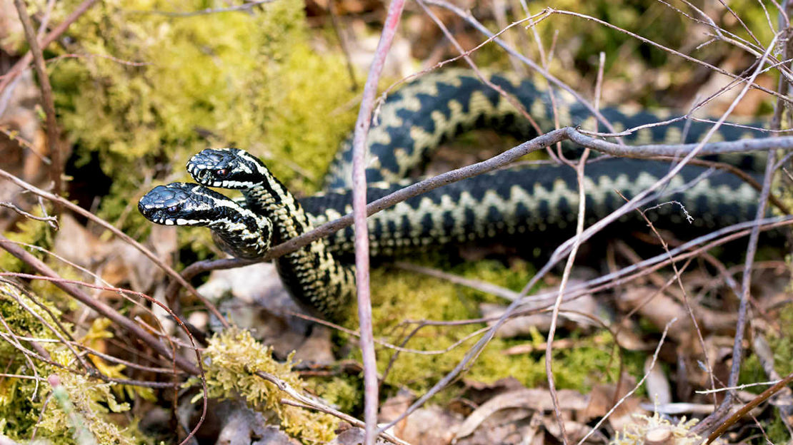 Male adders wrestling