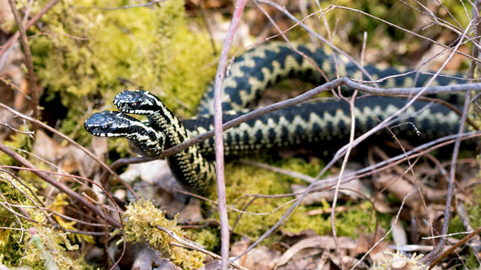Male adders wrestling