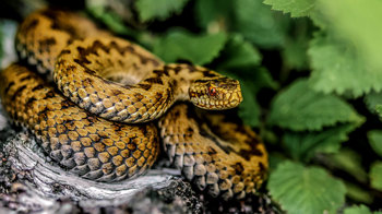 Female adder basking on fallen silver birch Female adder basking on fallen silver birch