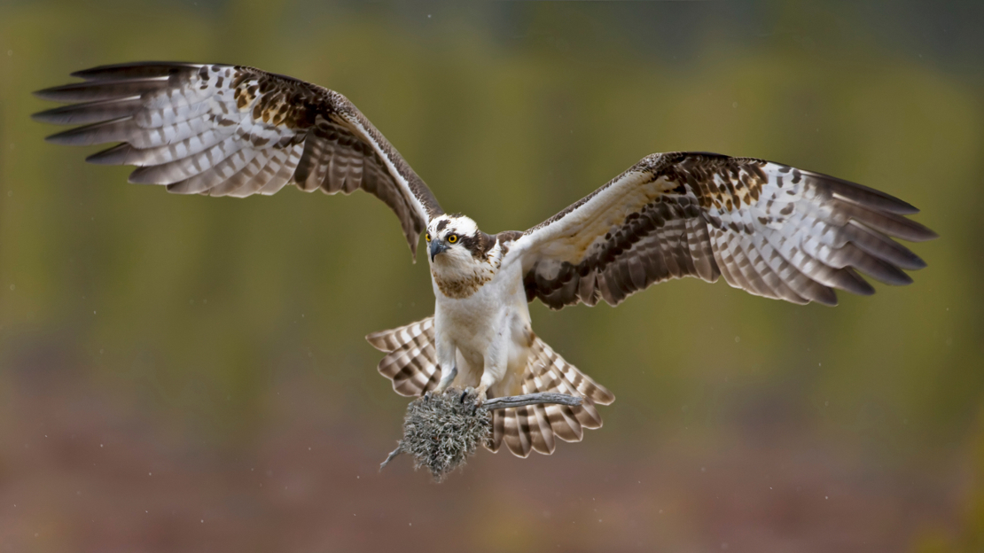 Osprey in flight carrying nesting material
