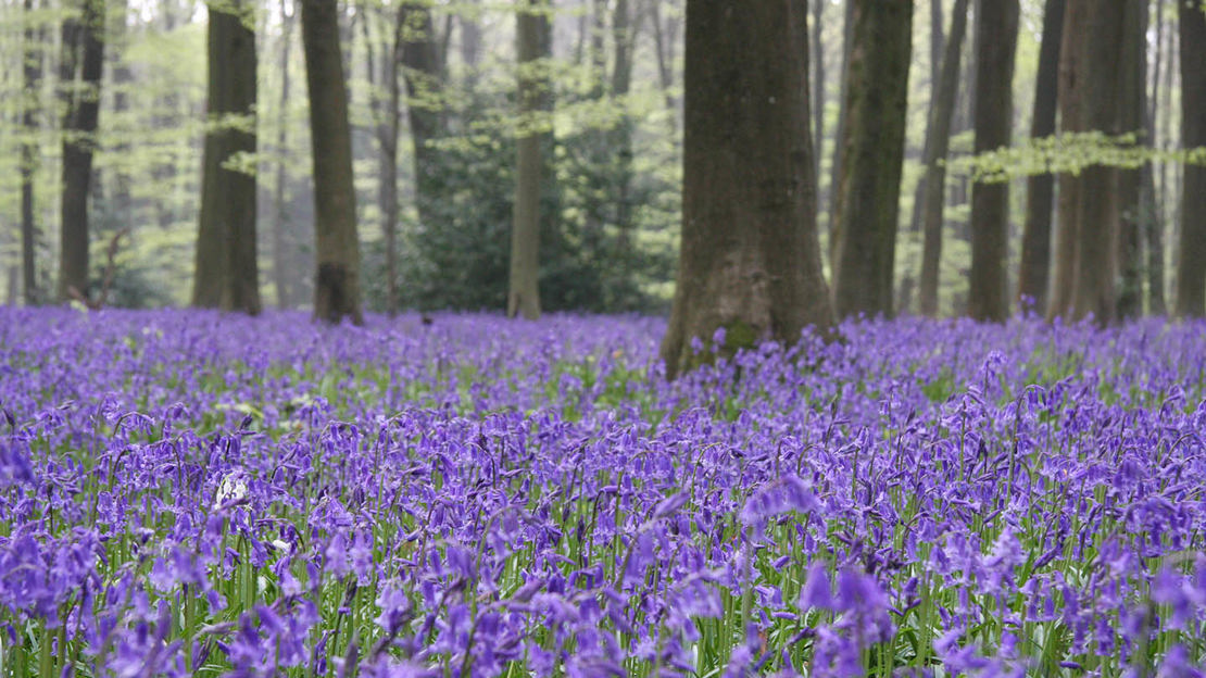 Carpet of Bluebells in a woodland