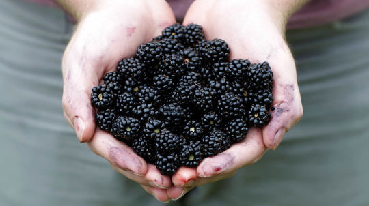 Blackberries in hands