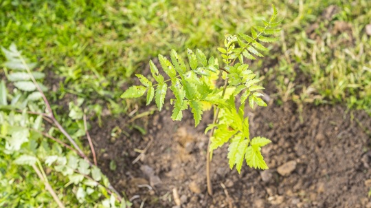 Newly planted rowan sapling