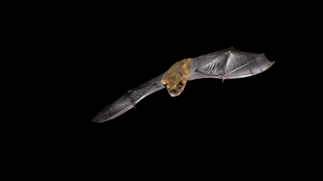 Common pipistrelle bat in flight