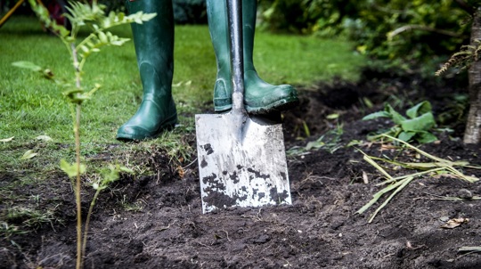 Person in wellies digging soil with a spade