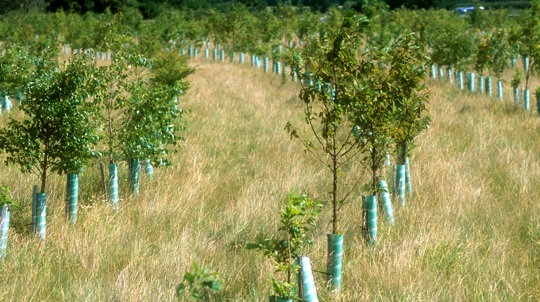 Rows of saplings in a field