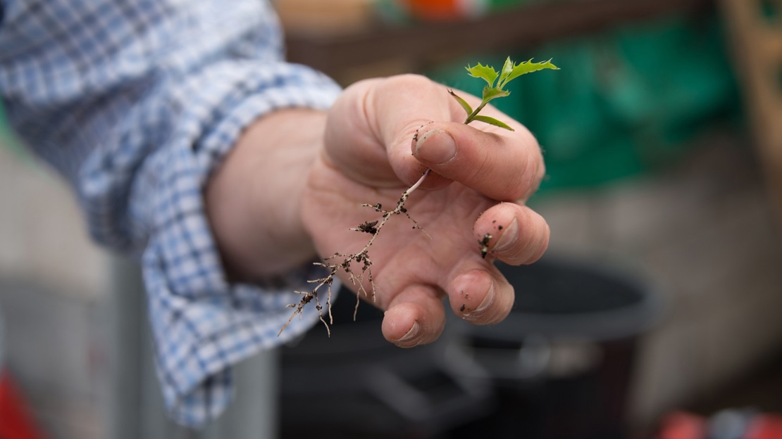 Seedling held between man's fingers