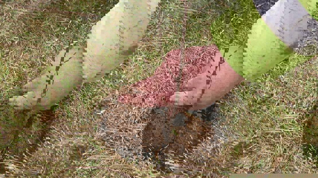 A hand presses soil into the hole around the planted sapling