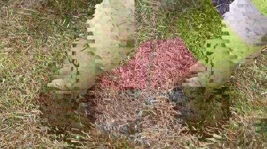 A hand presses soil into the hole around the planted sapling