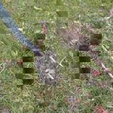 Spade inserted into a slit in the ground Spade inserted into a slit in the ground
