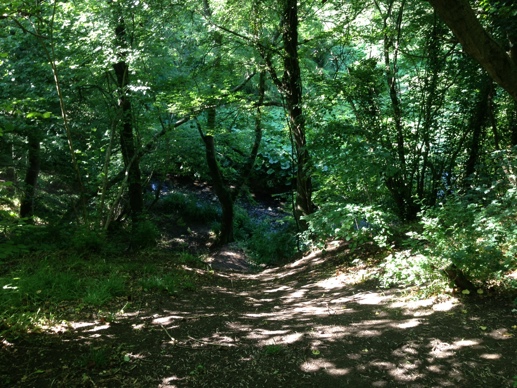 Manor Wood - Woodland Trust