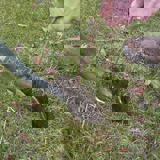 Spade is widening a slit in the ground as a sapling is being inserted behind it