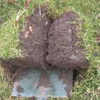 How to Plant Trees - Plant Trees - Woodland Trust