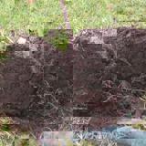A young tree placed between two pieces of turf before planting. Roots are showing at the bottom A young tree placed between two pieces of turf before planting. Roots are showing at the bottom