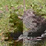 Spade being removed from the ground to lower turf and tree into place