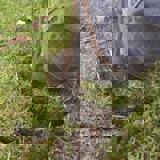 Boot heel is pushing the turf down around the planted tree Boot heel is pushing the turf down around the planted tree