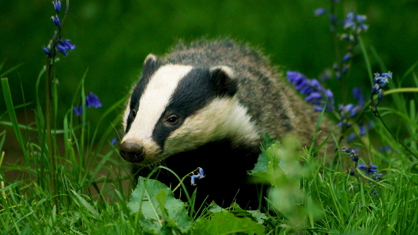 badger-meles-meles-british-mammals-woodland-trust