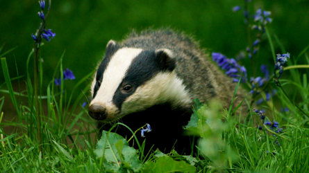 Mammals British Animals Woodland Trust
