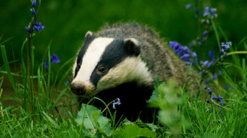 Badger among bluebells