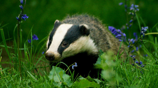 Badger among bluebells