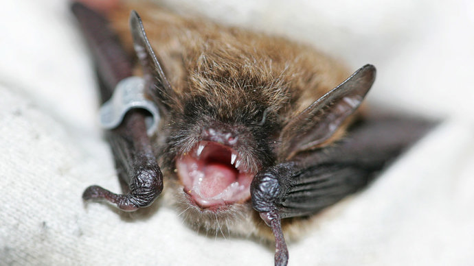 Brandt's bat baring teeth