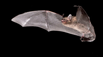 Brandt's bat in flight