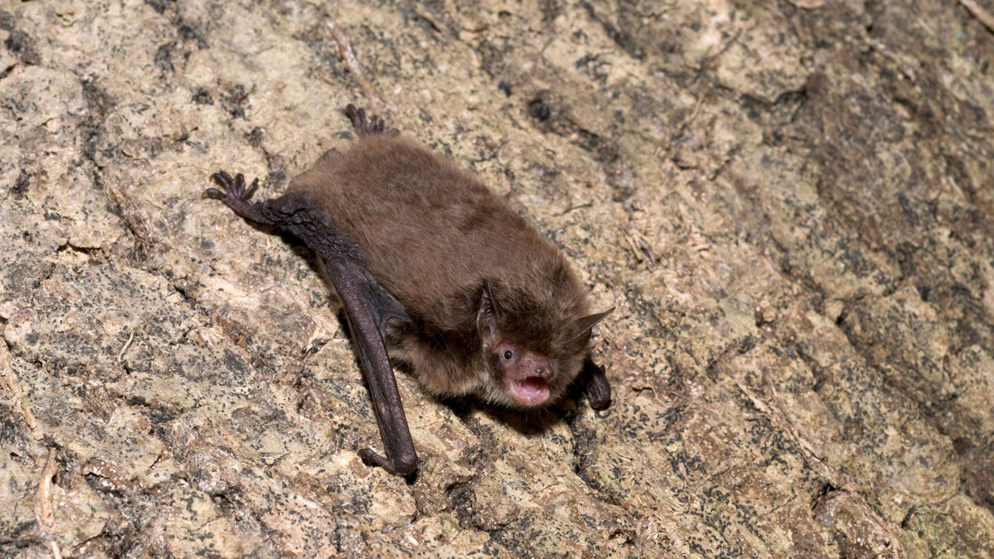 Daubenton’s Bat (Myotis daubentonii) Woodland Trust