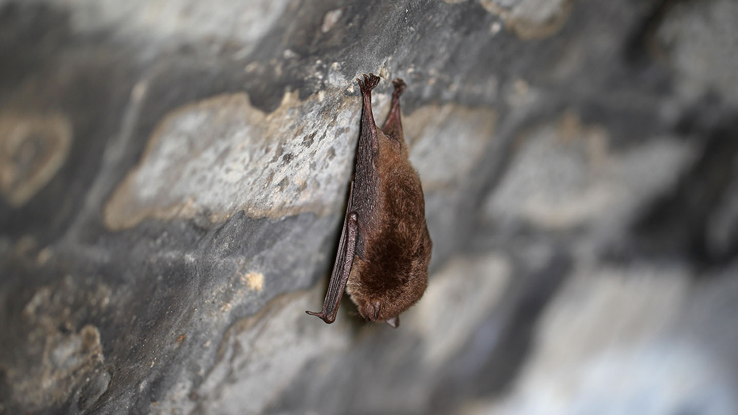 Daubenton’s Bat (Myotis daubentonii) Woodland Trust