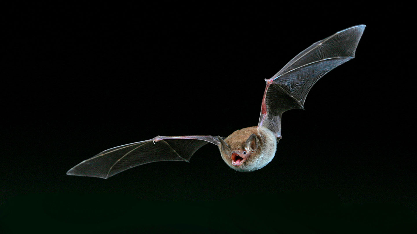 Daubenton’s Bat (Myotis daubentonii) Woodland Trust