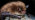 Close up of Daubenton's bat