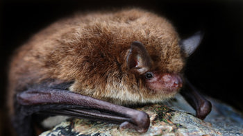 Close up of Daubenton's bat Close up of Daubenton's bat