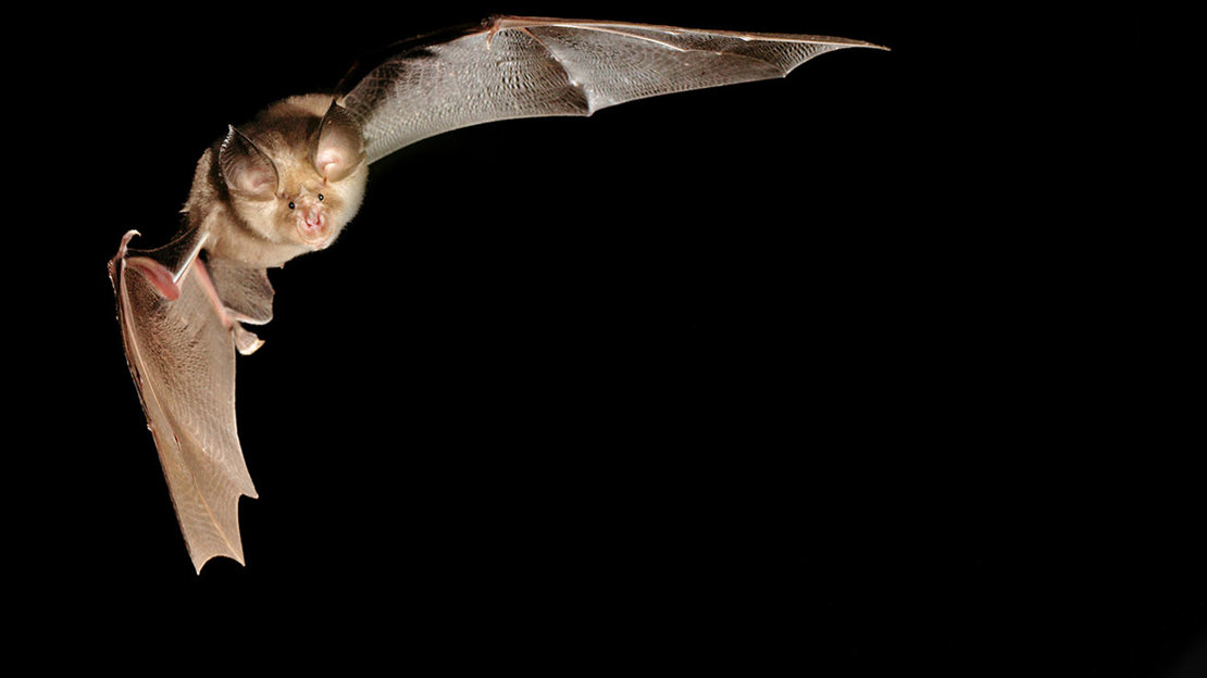 Greater horseshoe bat in flight Greater horseshoe bat in flight