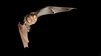 Greater horseshoe bat in flight