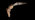 Greater horseshoe bat in flight