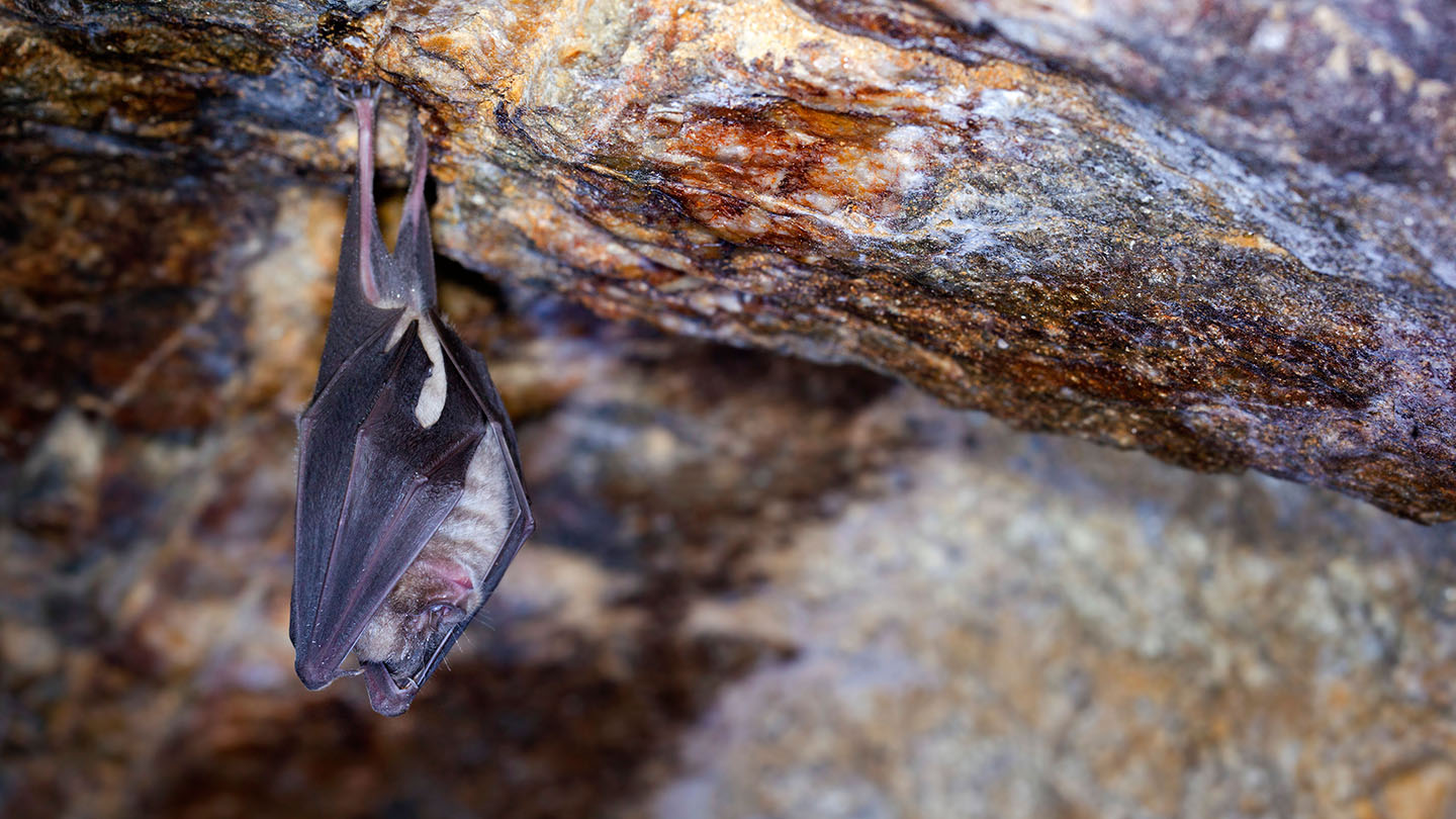 Greater Horseshoe Bat (R. ferrumequinum) Woodland Trust