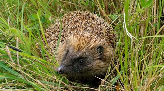 how to make a hedgehog house - woodland trust