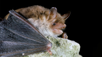Close up of a Natterer's bat