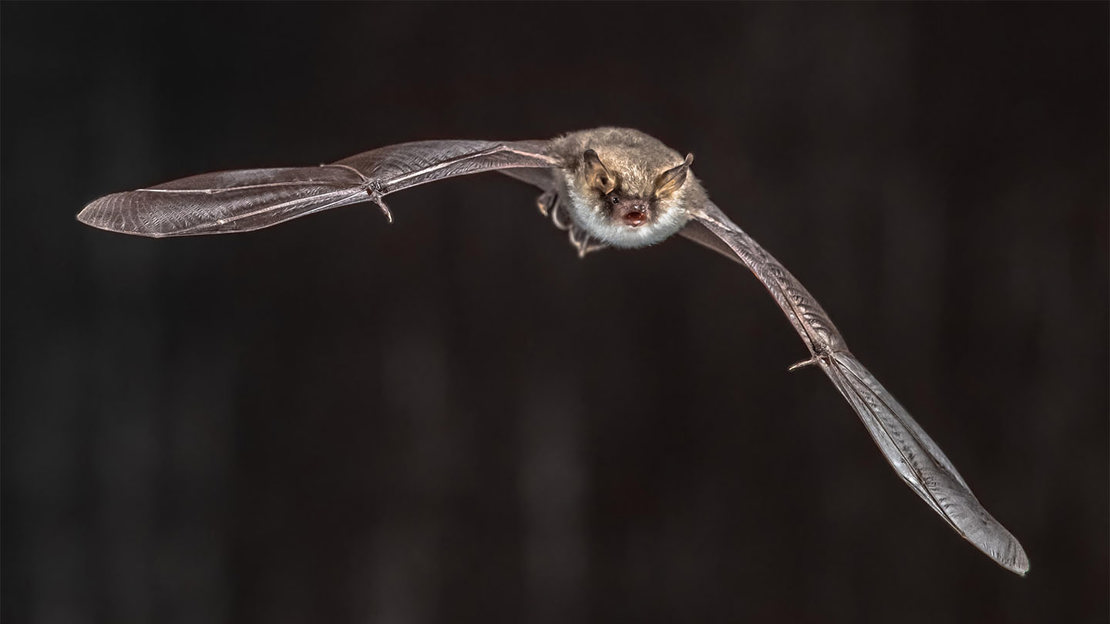 Natterer's bat in flight