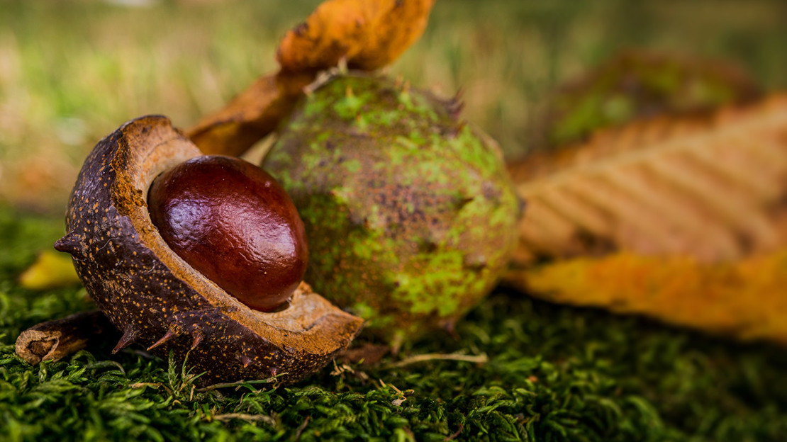 Ripe conkers