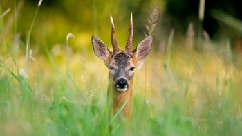 Male roe deer in long grass Male roe deer in long grass