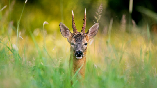 Male roe deer in long grass