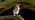 Yellow-necked mouse standing on hind legs