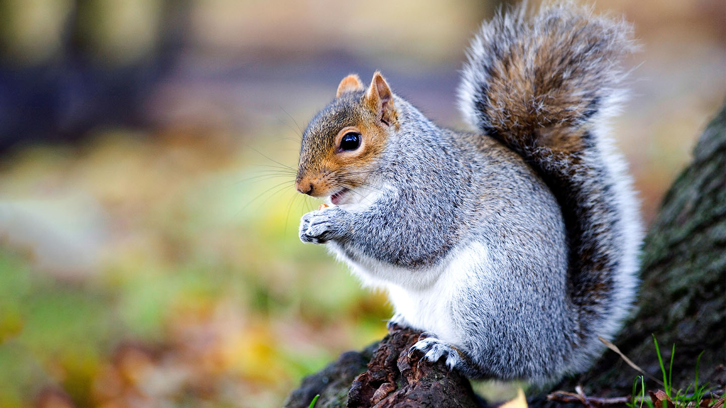 Grey Squirrel (Sciurus carolinensis) - Woodland Trust